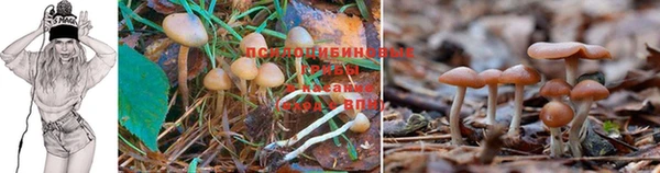 ГАЛЛЮЦИНОГЕННЫЕ ГРИБЫ Богородицк