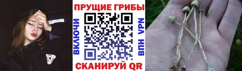 Галлюциногенные грибы Magic Shrooms  закладка  Черняховск 